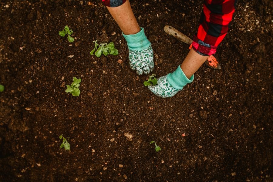 Manos con guantes trabajando la tierra y cuidando plantas en un jardín.