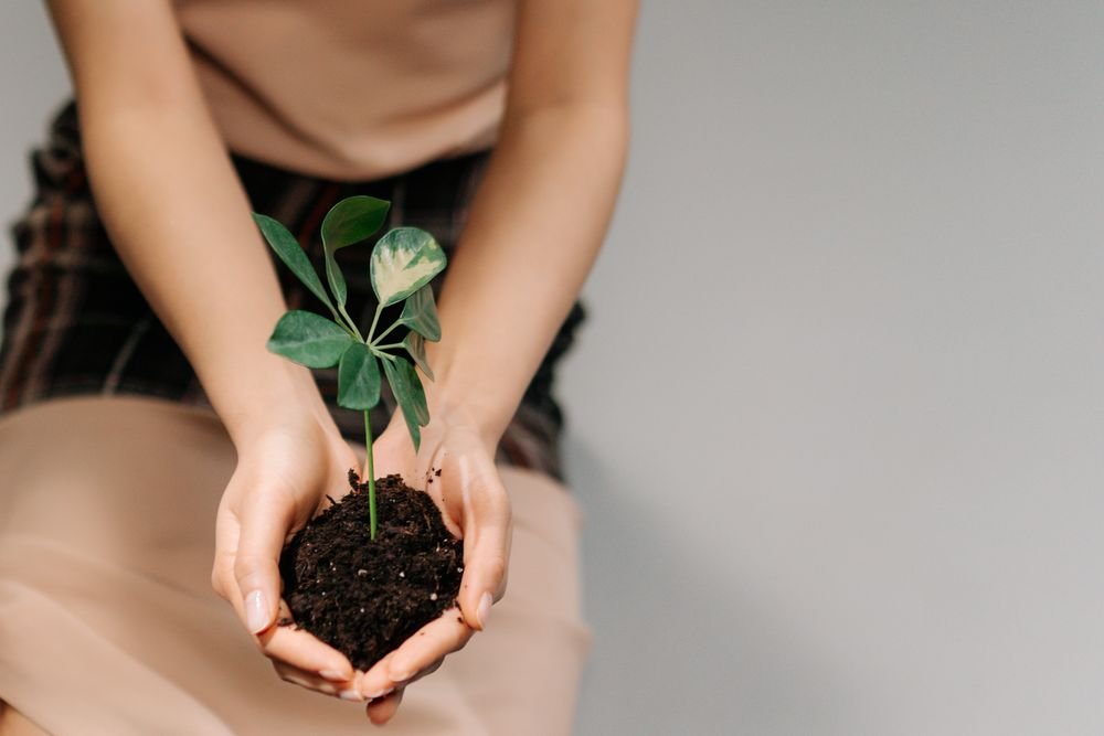 Manos sosteniendo una planta joven con tierra, como símbolo del cuidado de las plantas.